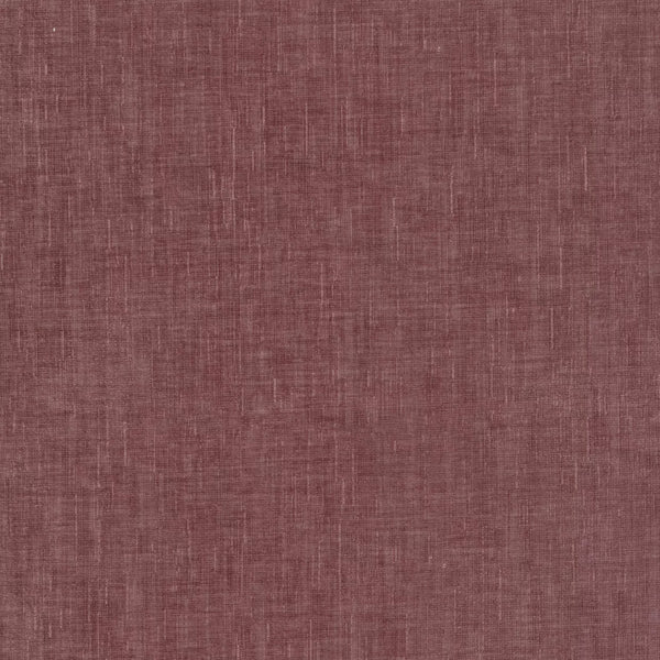 Dion Orchid