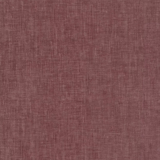 Dion Orchid